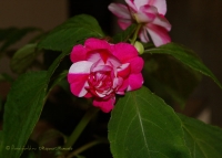 impatiens_waleriana_ham-2.jpg