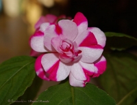 impatiens_waleriana_ham.jpg