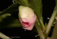 impatiens_waleriana_mahr.jpg