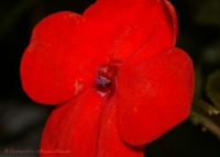 impatiens_waleriana_red-2.jpg