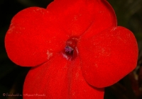 impatiens_waleriana_red.jpg