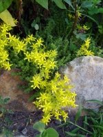 Имя файла=kukusjka-3_sedum.jpg
Размер файла=338КБ
Размеры=768x1024
Дата=Сент 14, 2009 kukusjka-3_sedum.jpg
