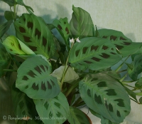 maranta_22007.jpg