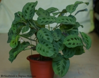 maranta_23_09_08-1.jpg