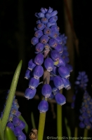 muscari_2008-2.jpg