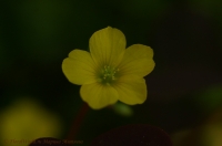 oxsalis_flowers_08-1.jpg