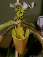 Имя файла=paphiopedilum_insigne_2-3.jpg
Размер файла=176КБ
Размеры=665x869
Дата=Март 31, 2009 paphiopedilum_insigne_2-3.jpg