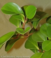 peperomia_obtusifolia.jpg