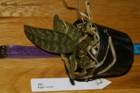 phalaenopsis_schilleriana-1.jpg