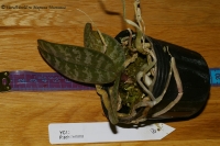 Имя файла=phalaenopsis_schilleriana-1.jpg
Размер файла=155КБ
Размеры=1000x665
Дата=Окт 01, 2008 phalaenopsis_schilleriana-1.jpg