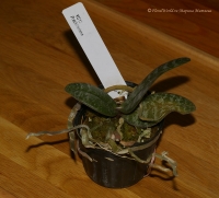 Имя файла=phalaenopsis_schilleriana-2.jpg
Размер файла=149КБ
Размеры=1000x907
Дата=Окт 01, 2008 phalaenopsis_schilleriana-2.jpg