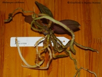 Имя файла=phalaenopsis_schilleriana-3-2.jpg
Размер файла=143КБ
Размеры=900x682
Дата=Окт 01, 2008 phalaenopsis_schilleriana-3-2.jpg