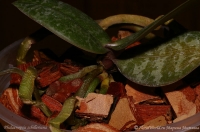 Имя файла=phalaenopsis_schilleriana-4-1.jpg
Размер файла=122КБ
Размеры=900x598
Дата=Окт 02, 2008 phalaenopsis_schilleriana-4-1.jpg