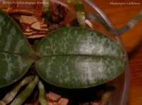 phalaenopsis_schilleriana-4-4.jpg