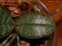 Имя файла=phalaenopsis_schilleriana-4-4.jpg
Размер файла=127КБ
Размеры=900x669
Дата=Окт 02, 2008 phalaenopsis_schilleriana-4-4.jpg