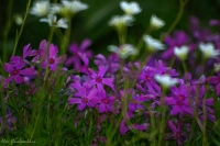 phlox_subulata_2008-4.jpg