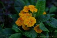 primula_acalus_9_11-1.jpg