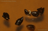 Имя файла=pseudolithos_seed_1-2.jpg
Размер файла=172КБ
Размеры=1000x640
Дата=Сент 07, 2009 pseudolithos_seed_1-2.jpg