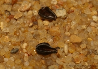 Имя файла=pseudolithos_seed_1-4.jpg
Размер файла=272КБ
Размеры=1000x705
Дата=Сент 07, 2009 pseudolithos_seed_1-4.jpg