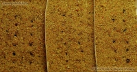 Имя файла=pseudolithos_seed_1-5.jpg
Размер файла=44КБ
Размеры=600x319
Дата=Сент 07, 2009 pseudolithos_seed_1-5.jpg