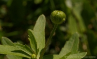 ranunculus_04_2008-1.jpg