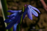 scilla_04_2008-1.jpg