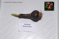 sprekelia_formosissima_11_11-1.jpg