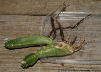 stapelia_fp-1.jpg