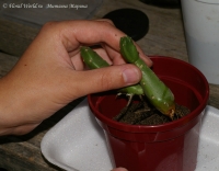 Имя файла=stapelia_fp-2.jpg
Размер файла=114КБ
Размеры=800x626
Дата=Авг 19, 2008 stapelia_fp-2.jpg