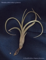 Имя файла=tillandsia_Arhiza-Juliae_x_Pruinosa.jpg
Размер файла=578КБ
Размеры=770x1000
Дата=Авг 29, 2010 tillandsia_Arhiza-Juliae_x_Pruinosa.jpg