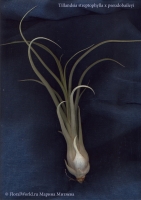 Имя файла=tillandsia_Streptophylla_x_Pseudobaileyi-1.jpg
Размер файла=236КБ
Размеры=707x1000
Дата=Авг 29, 2010 tillandsia_Streptophylla_x_Pseudobaileyi-1.jpg