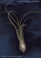 tillandsia_Streptophylla_x_Pseudobaileyi-1.jpg