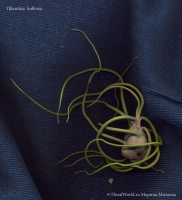 Имя файла=tillandsia_bulbosa.jpg
Размер файла=461КБ
Размеры=914x1000
Дата=Авг 29, 2010 tillandsia_bulbosa.jpg