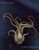 Имя файла=tillandsia_caput-medusae.jpg
Размер файла=355КБ
Размеры=770x1000
Дата=Авг 29, 2010 tillandsia_caput-medusae.jpg