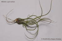 tillandsia_caput-medusae_9_11-1.jpg