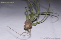 tillandsia_caput-medusae_9_11-2.jpg