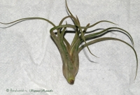 tillandsia_caput_medusae.jpg