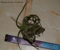 Имя файла=tillandsia_caput_medusae_08-1.jpg
Размер файла=143КБ
Размеры=800x675
Дата=Окт 02, 2008 tillandsia_caput_medusae_08-1.jpg