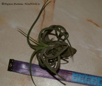 tillandsia_caput_medusae_08-1.jpg