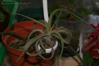 Имя файла=tillandsia_caput_medusae_08-2.jpg
Размер файла=167КБ
Размеры=1000x665
Дата=Окт 02, 2008 tillandsia_caput_medusae_08-2.jpg