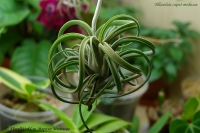 tillandsia_caput_medusae_10_09_2.jpg