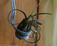 tillandsia_caput_medusae_2008_07-1.jpg