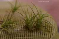 tillandsia_seeds_05_11-3.jpg