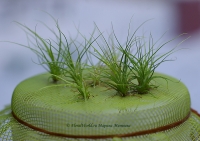 tillandsia_seeds_12_11-1.jpg