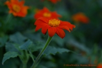 Имя файла=titonia_rotundifolia__9_11-2.jpg
Размер файла=130КБ
Размеры=1000x665
Дата=Сент 30, 2011 titonia_rotundifolia__9_11-2.jpg