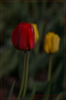tulipa_05_12-2.jpg