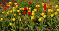 tulipa_1.jpg
