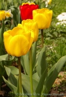 tulipa_2.jpg