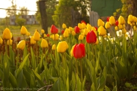 tulipa_2008-1-4.jpg