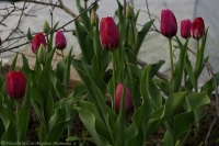 tulipa_2008-3.jpg
